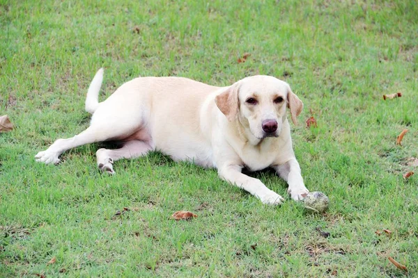 深刻な白い犬 — ストック写真