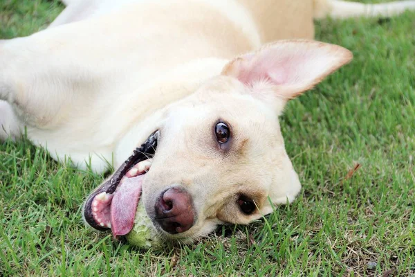 ラブラドール犬ボール — ストック写真