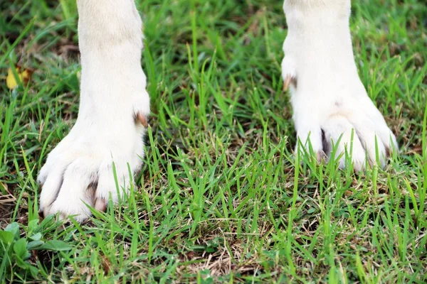 Ноги животных — стоковое фото