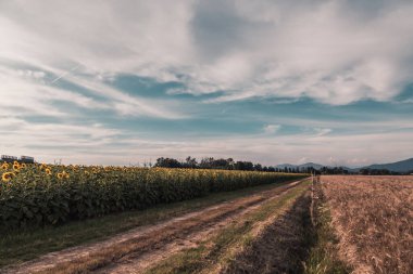 Toskana kırsalındaki sarı ayçiçeği tarlası. İtalya