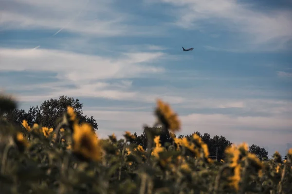 Yellow Sunflower Field Tuscany Countryside Italy — Stock Photo, Image