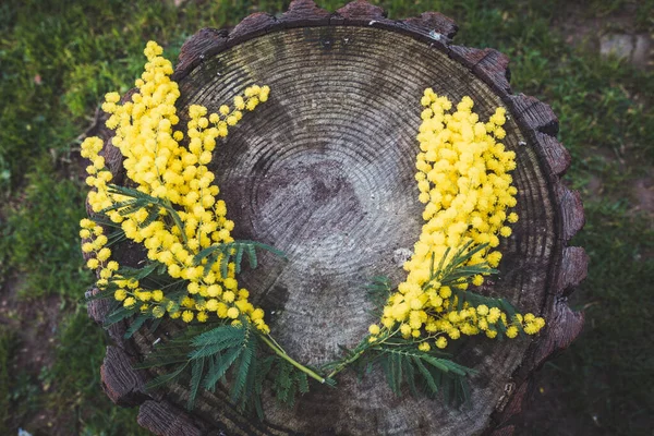 Lysegule Mimosablomster Utydelig Naturlig Bakgrunn – stockfoto
