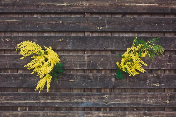 Bunga Mimosa Kuning Terang Pada Latar Belakang Alam Yang Kabur — Stok Foto