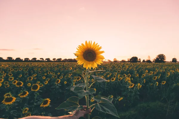 Campo Girassol Amarelo Campo Toscana Itália — Fotografia de Stock