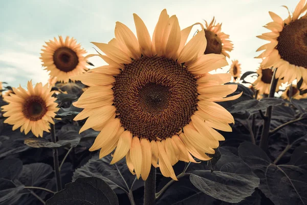 Landscape Field Sunflowers — Stock Photo, Image