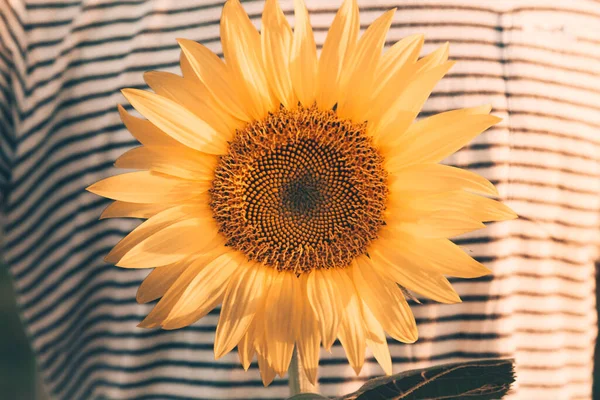 Gelbes Sonnenblumenfeld Der Toskanischen Landschaft Italien — Stockfoto