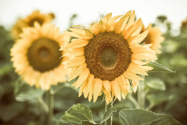 Campo Girassol Amarelo Campo Toscana Itália — Fotografia de Stock