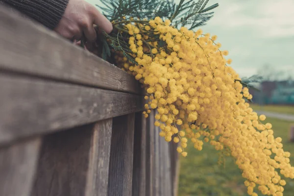 Potret Orang Yang Berpose Dengan Bunga Mimosa Kuning Pada Latar — Stok Foto