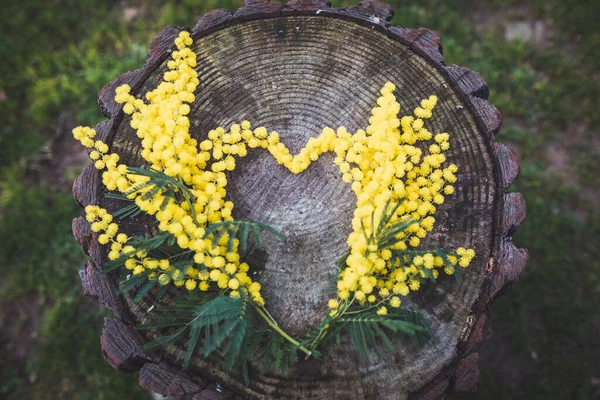 Lysegule Mimosablomster Utydelig Naturlig Bakgrunn – stockfoto