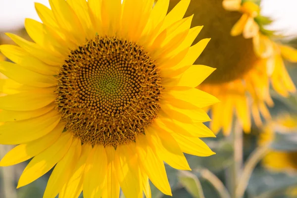 Campo Girassol Amarelo Campo Toscana Itália — Fotografia de Stock