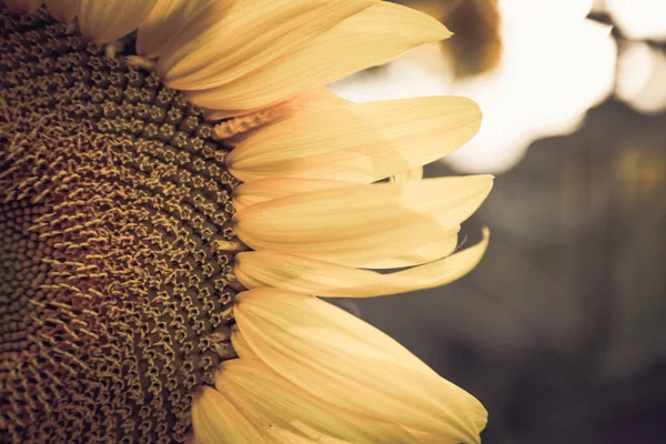 Fechar Vista Girassol Amarelo Brilhante — Fotografia de Stock