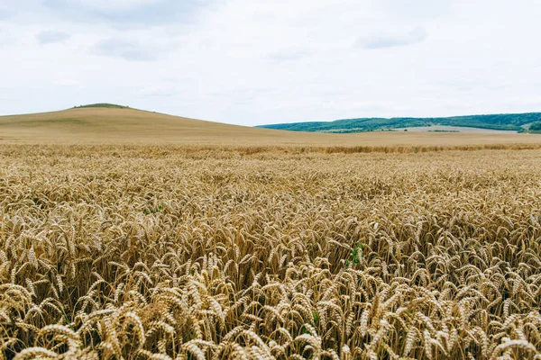 Industria agraria. E 'l'ora del raccolto. Campi di grano maturo — Foto Stock