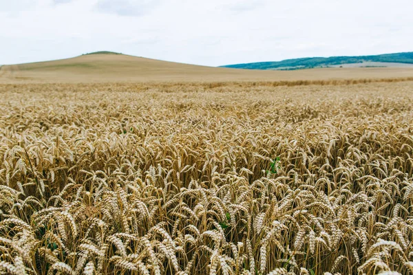 Аграрна промисловість. Урожай часу. Поля стиглої пшениці. — стокове фото