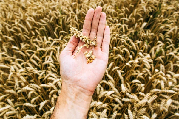 Industria agraria. Tiempo de cosecha. Granos de trigo maduro en manos de un agricultor —  Fotos de Stock