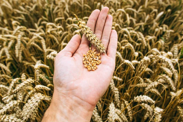 Agrarian industry. Harvest time. Grains of ripe wheat in the hands of a man — Stock Photo, Image