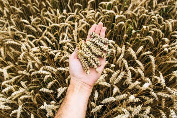 Agrarian industry. Harvest time. Grains of ripe wheat in the hands of a farmer — Stock Photo, Image