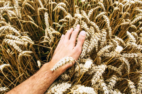 Przemysł rolniczy. Czas zbiorów. Ziarna dojrzałej pszenicy w rękach rolnika — Zdjęcie stockowe