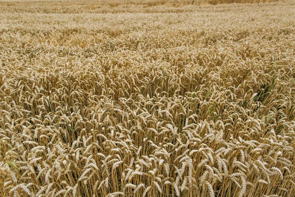 Weizenernte. Felder mit reifem Weizen. Agrarindustrie — Stockfoto