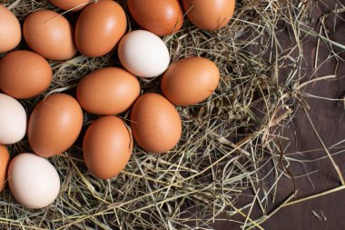 Ev hanımı. Saman yuvasında tavuk yumurtası.