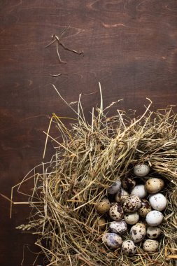 Bahar konsepti Kuşlar yumurtalarla yuva yapar