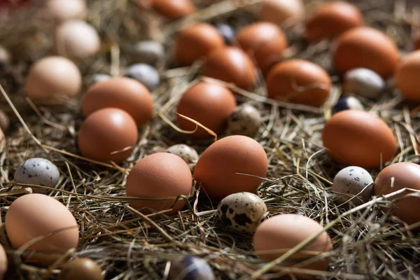 Chicken and quail eggs lie on the hay in the nest
