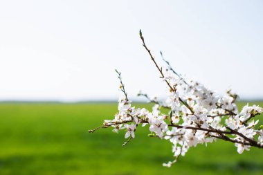 Yeşil alan arka planında çiçek açan ağaç dalı. Bahar arkaplanı