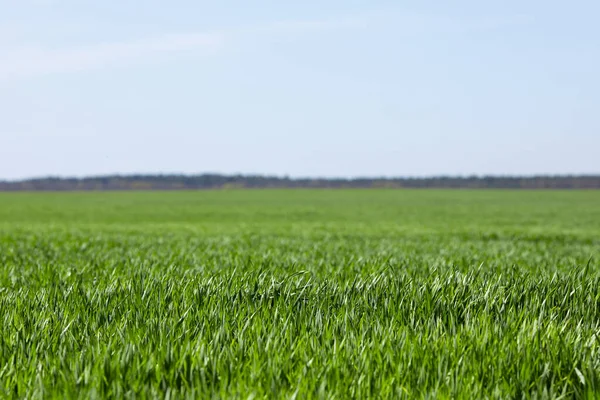春小麦绿地 农业背景 — 图库照片