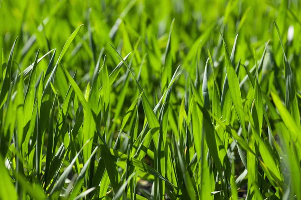 Young Winter Wheat Grows Field Green Wheat Sprouts — Stock Photo, Image
