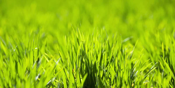 Agriculture Green Wheat Sprouts Sunlight Background — Stock Photo, Image