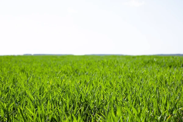 Field Young Green Wheat Background Green Grass — Stock Photo, Image