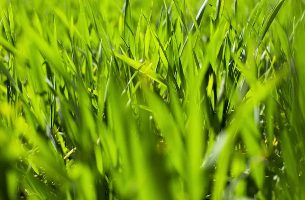 Trigo Verde Joven Crece Campo Contexto Agrícola — Foto de Stock