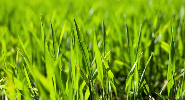 Agriculture Green Wheat Sprouts Sunlight Background — Stock Photo, Image