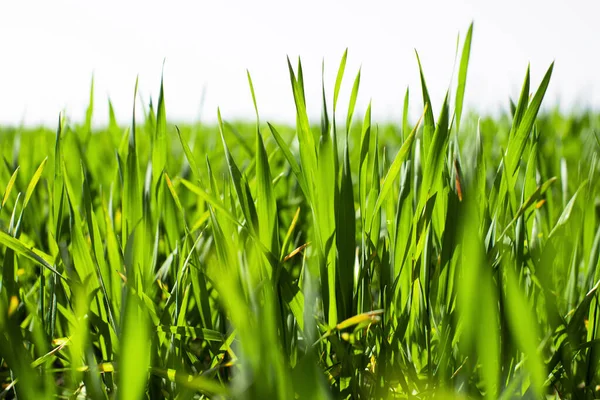 Young Green Wheat Grows Field Agriculture Backgrounds — Stock Photo, Image