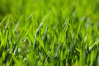 Bahar tarlasında taze yeşil buğday. Tarım