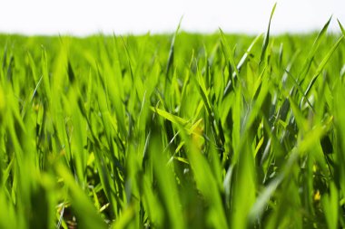 Taze yeşil çimen arka planı. Bahar tarlası