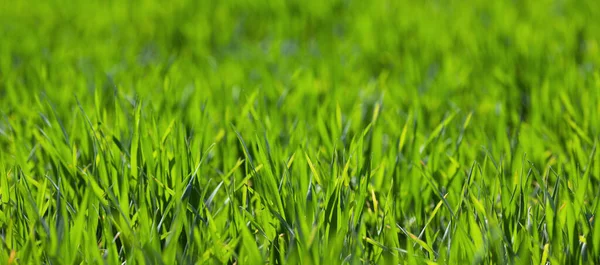 Young Green Wheat Grows Field Agriculture Backgrounds — Stock Photo, Image