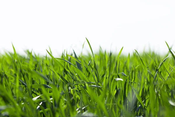 Young Green Wheat Grows Field Agriculture Backgrounds — Stock Photo, Image