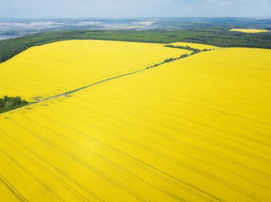 Sarı bahar tarlası kanola, tecavüz ya da tecavüz insansız hava aracından izleniyor. Üst görünüm