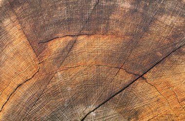 Eski ahşap meşe ağacı yüzeyi kesmiş. Devrilmiş bir ağaç gövdesinin kahverengi tonları