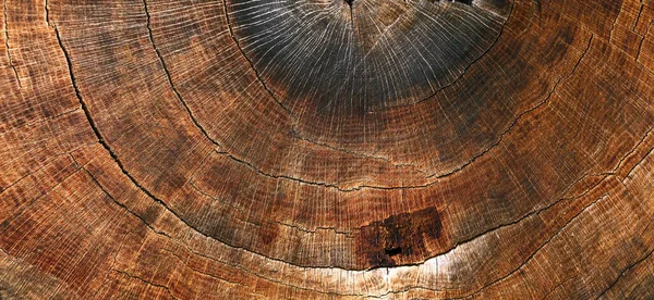 Latar Belakang Dari Potongan Pohon Tua Tekstur Kayu Cokelat — Stok Foto
