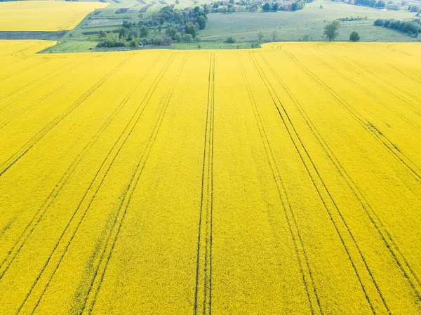 Widok Góry Dronem Żółty Wiosna Uprawy Rzepaku Rzepaku Lub Rzepaku — Zdjęcie stockowe