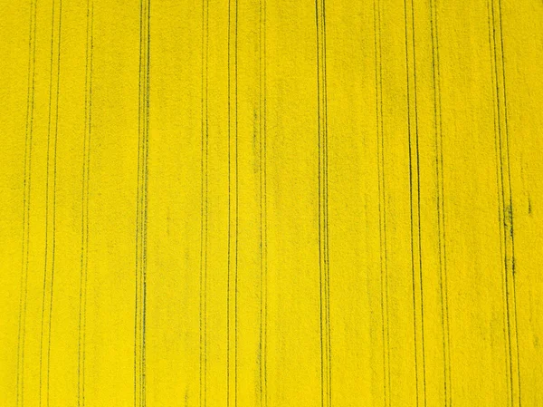 Vista Superior Del Dron Aéreo Del Campo Floración Amarilla Colza — Foto de Stock