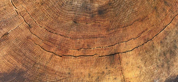 Tekstur Kayu Dari Kayu Batang Pohon Yang Dipotong Latar Belakang — Stok Foto