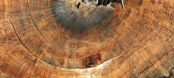 Cross Section Tree Trunk Oak Tekstur Kayu Tua Coklat — Stok Foto