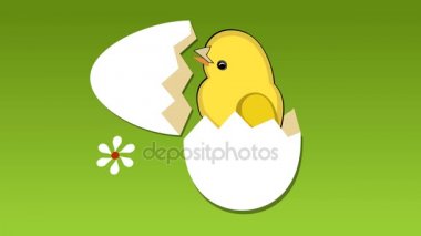 Tatlı sarı piliç yumurta, çiçek çayır üzerinde kabuk tatili, tavuk bir melodi şarkı söylüyor. Güzel bahar hoş geldiniz video.