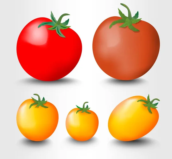 Tomate isolée, rouge et jaune, illustration vectorielle photoréaliste sur fond blanc — Image vectorielle