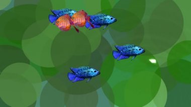 Video animasyon turuncu ve mavi yeşil su bitkileri temizlik su, sorunsuz döngü egzotik balıkların
