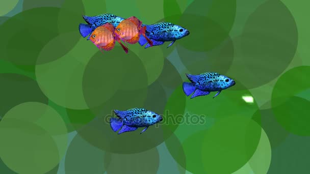 Video animation orange and blue exotic fishes in green aquatic plants in the scrubbing water, seamless loop — Stock Video