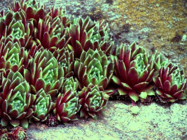 Sempervivum, bilinen bir tıbbi bitki kırmızı renkli çiçekleri