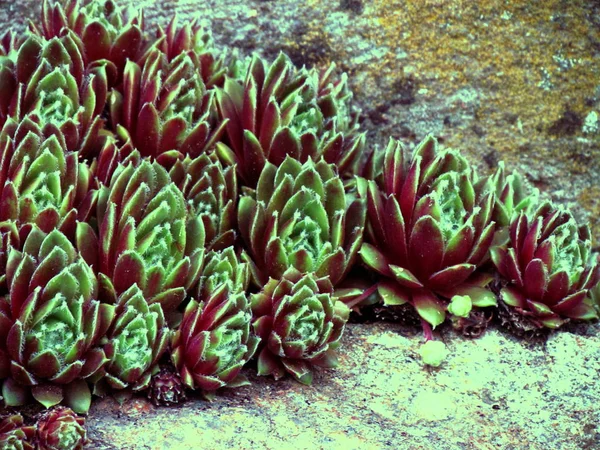 Красного цвета сорт sempervivum, известный лекарственное растение — стоковое фото